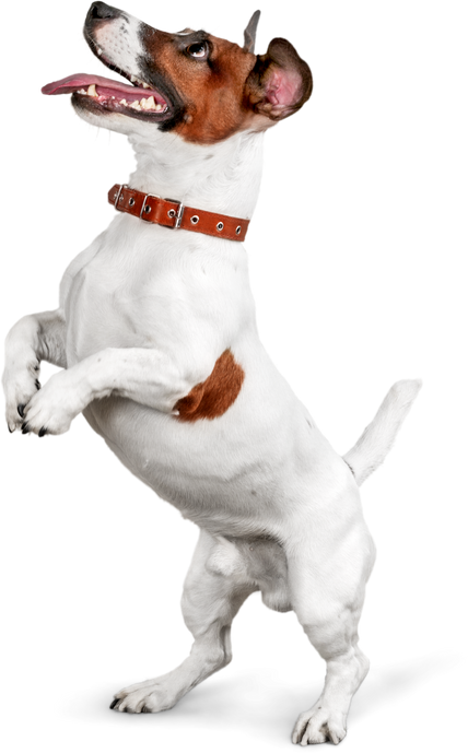 Dog Standing